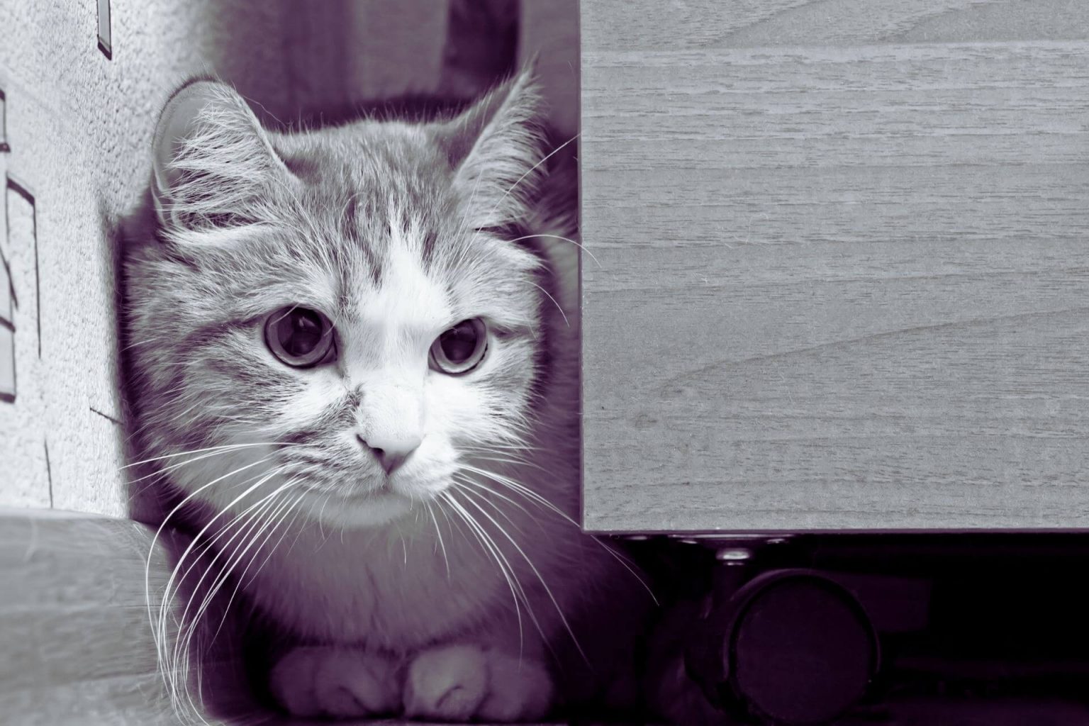 Kedi Çişi Nasıl Temizlenir? Miyavliyo