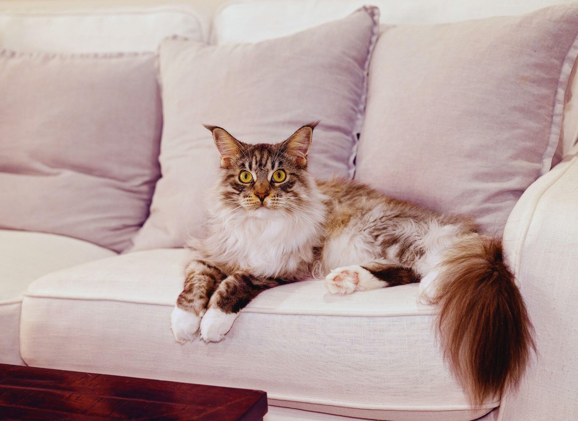 Kedi Çişi ve Kokusu Koltuktan Nasıl Temizlenir? ️ Miyavliyo