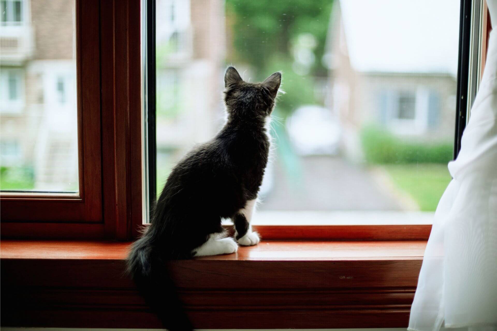 Yavru Kedi Evde Yalnız Kalabilir mi? ️ Miyavliyo