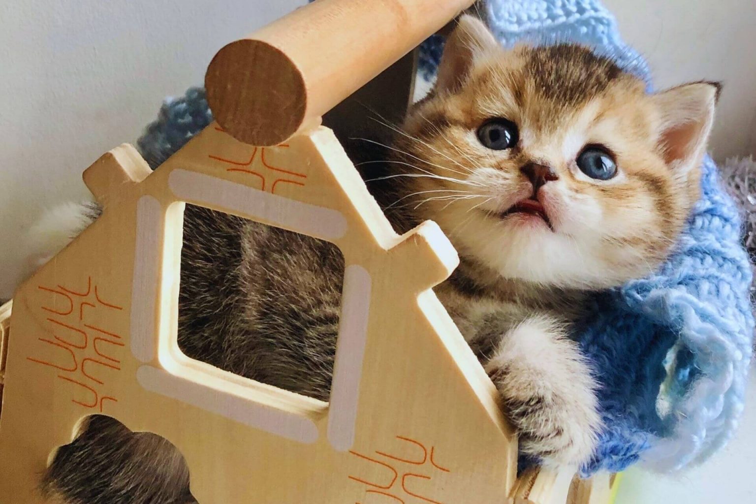 Yavru ve Yetişkin Kedi Eve Nasıl Alıştırılır? ️ Miyavliyo