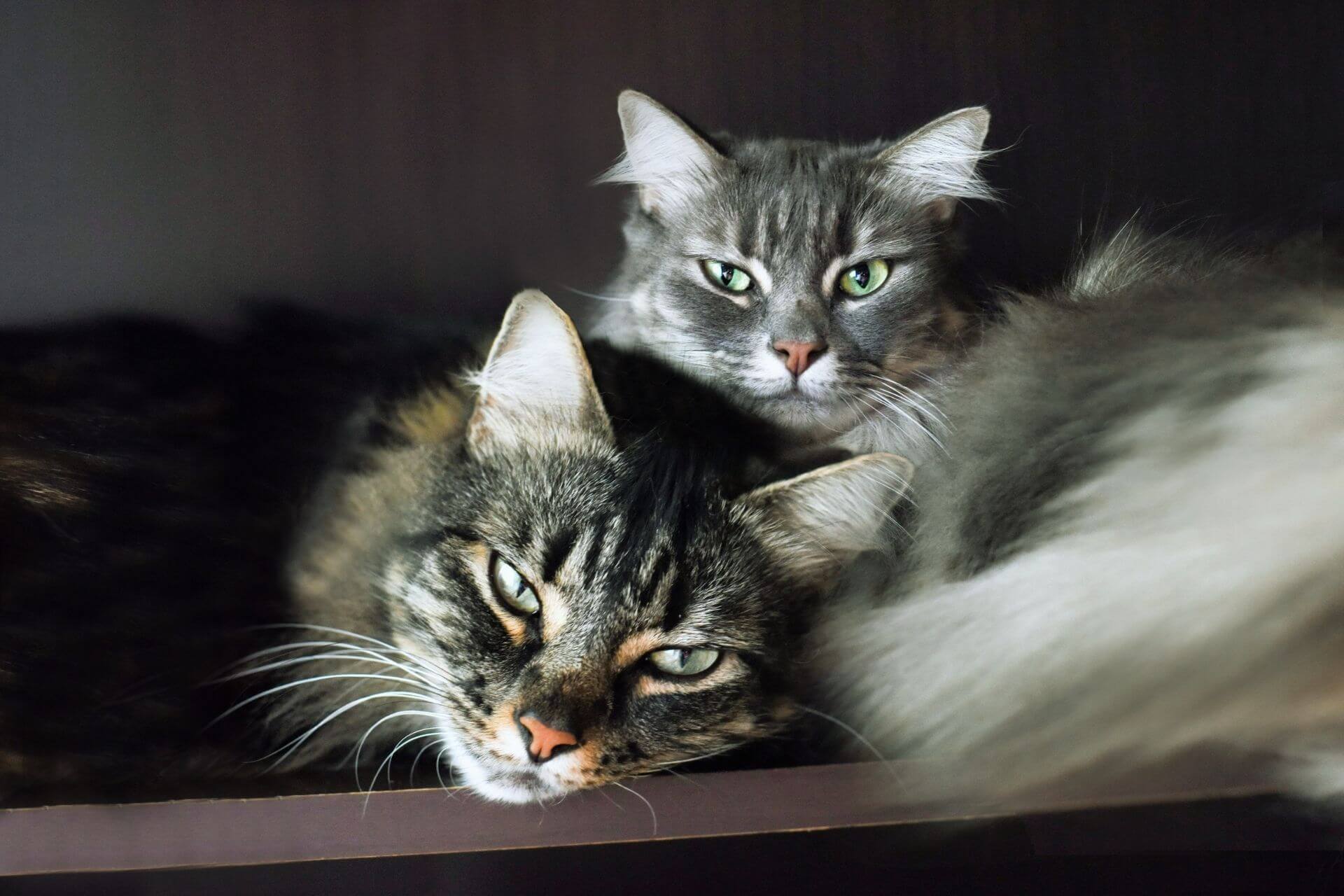 İki Kediyi Birbirine Alıştırmak İçin Yapılması Gerekenler ️ Miyavliyo
