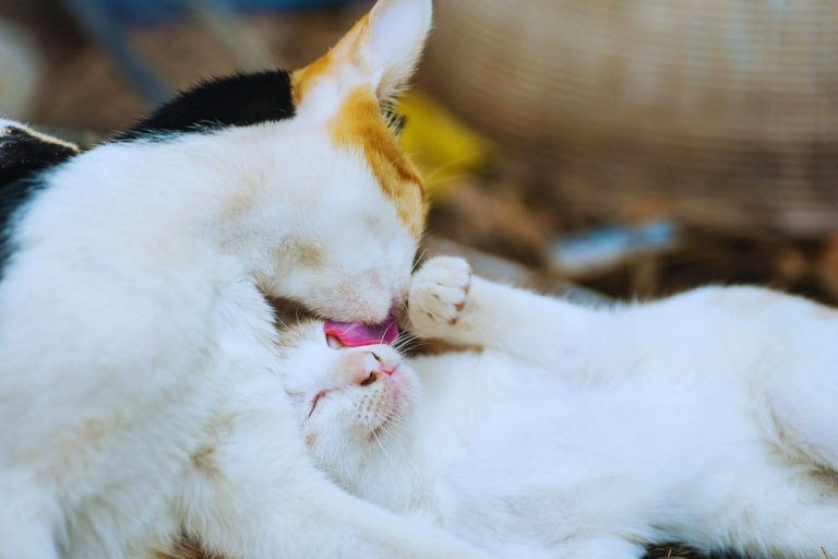 Kediler Birbirini Neden Yalar? ️ Miyavliyo