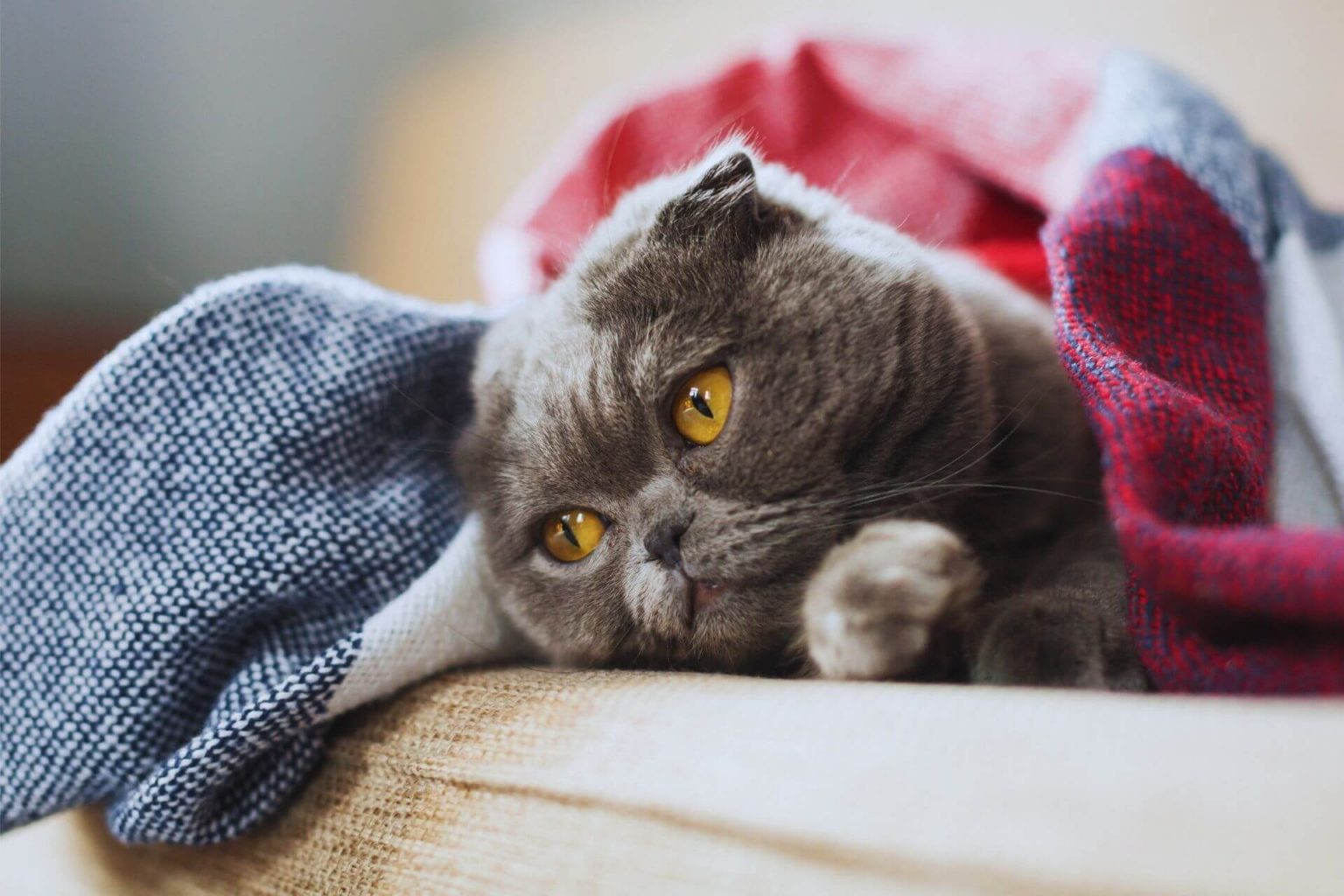Kediler Neden Eve İşer? ️ Miyavliyo