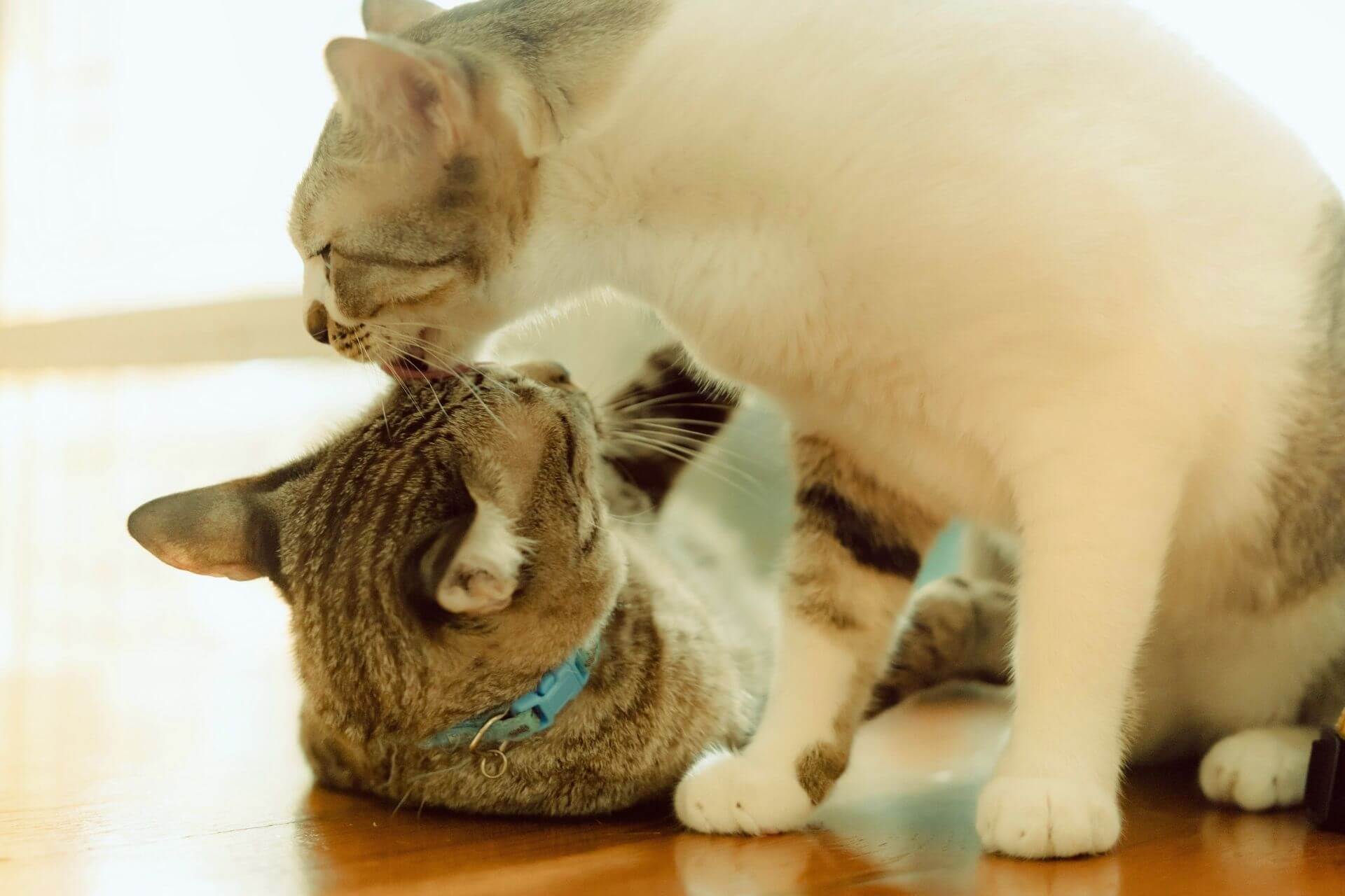 Kediler Birbirini Neden Yalar Miyavliyo