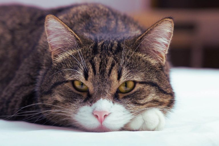 Kediler Neden Kumundan Başka Yere İşer? ️ Miyavliyo