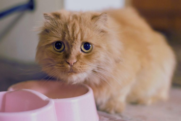 Kediler Neden Kumundan Başka Yere İşer? ️ Miyavliyo