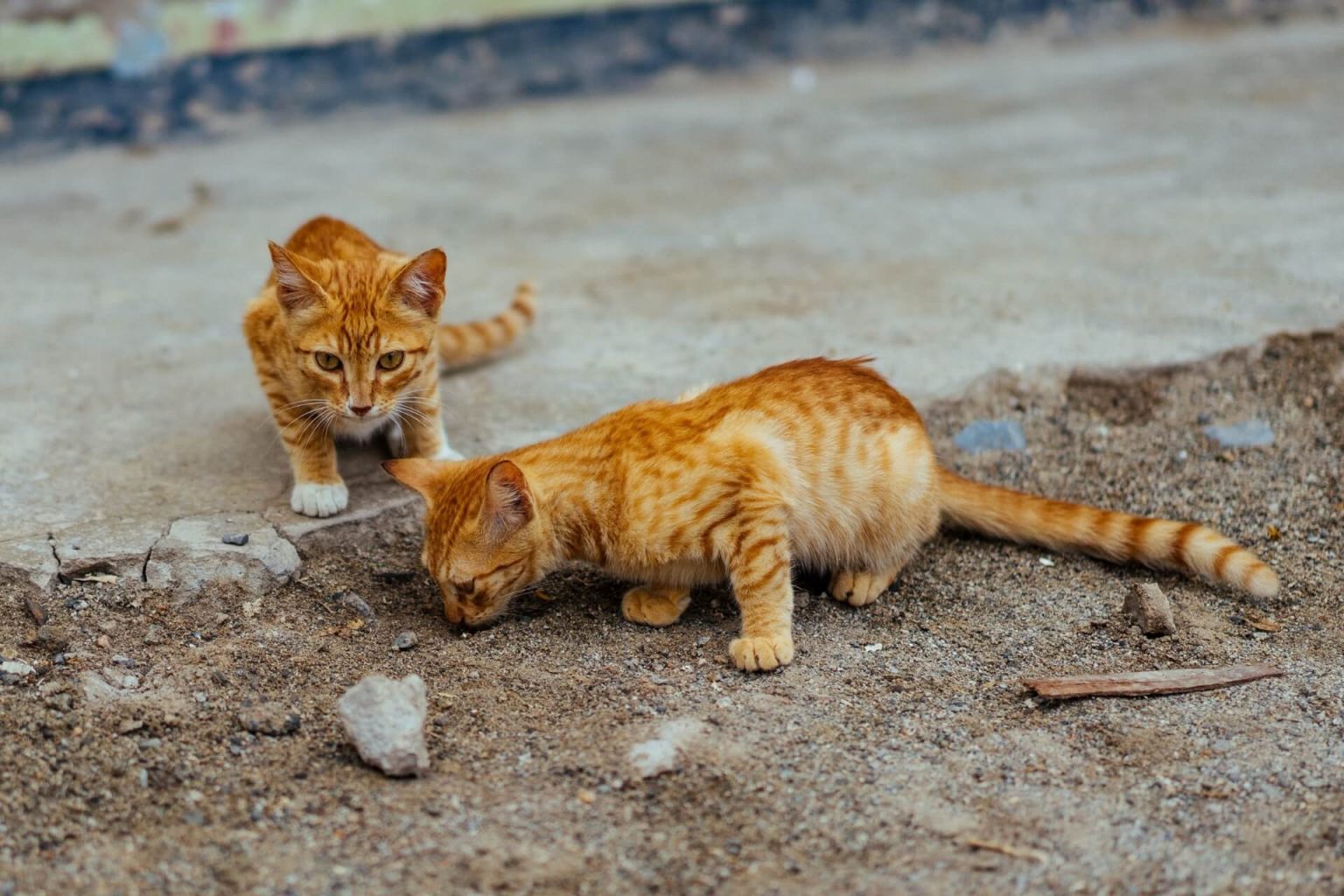 Kediler Neden Toprak Yer? ️ Miyavliyo