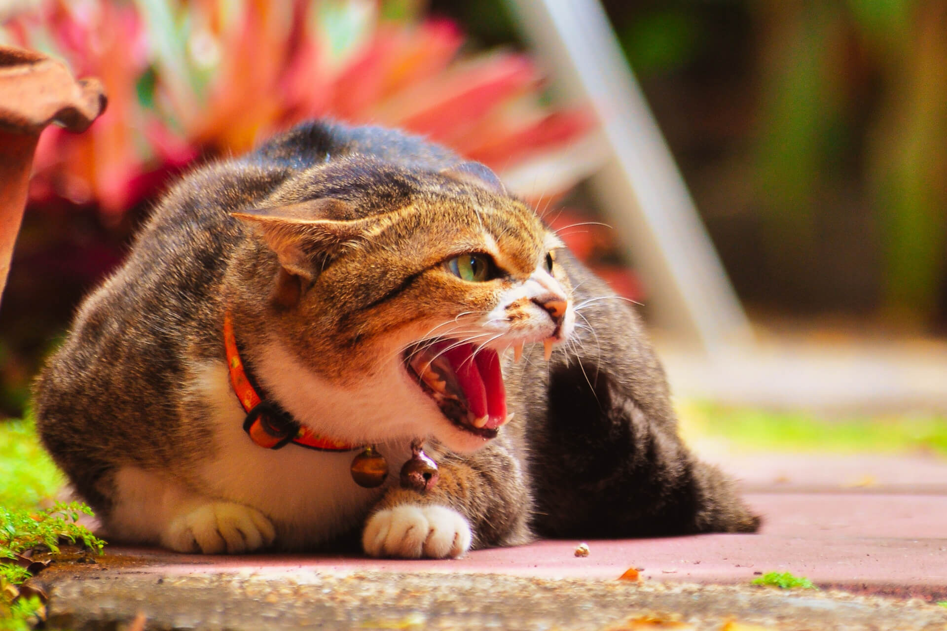 Kediler Sahiplerine Neden Saldırır? Miyavliyo