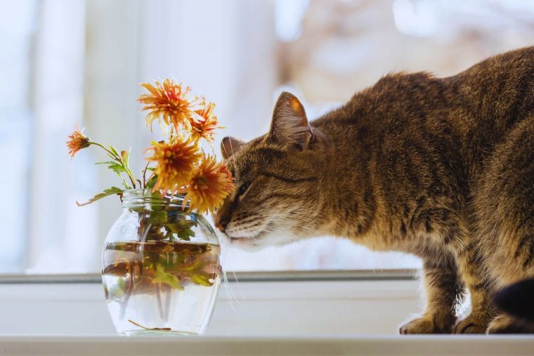 Kedileri Çiçeklerden Uzak Tutmak
