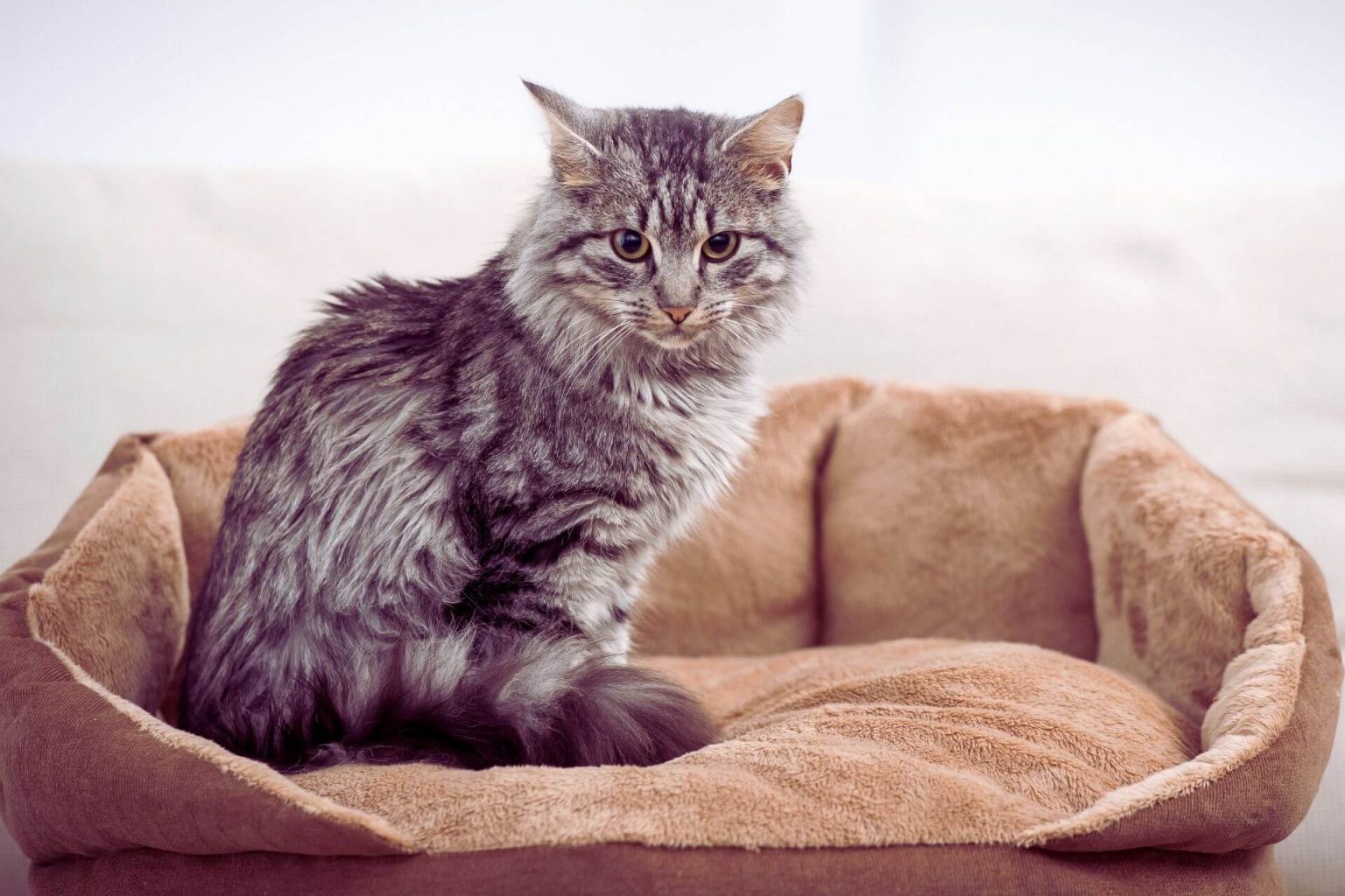 Kediyi Yatağına Alıştırmak İçin Neler Yapılabilir? ️ Miyavliyo
