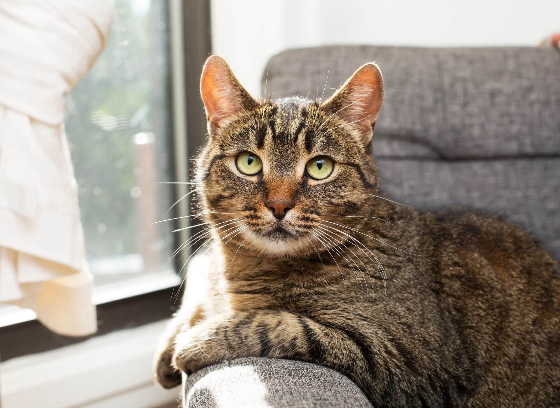 Kedi Çişi ve Kokusu Koltuktan Nasıl Temizlenir? ️ Miyavliyo