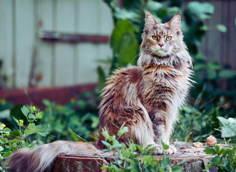 En Uysal Kedi Cinsleri, 10 Uysal Kedi Cinsi ️ Miyavliyo