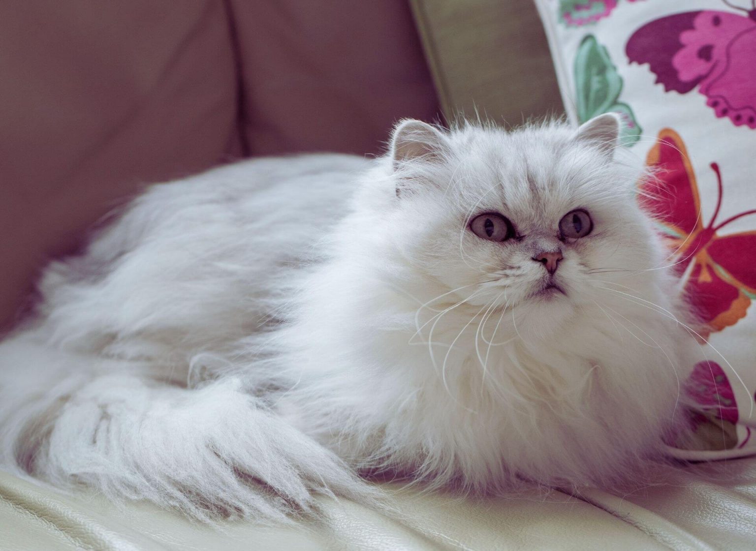 En Sıcakkanlı Kedi Cinsi, Sıcakkanlı 10 Kedi Cinsi ️ Miyavliyo