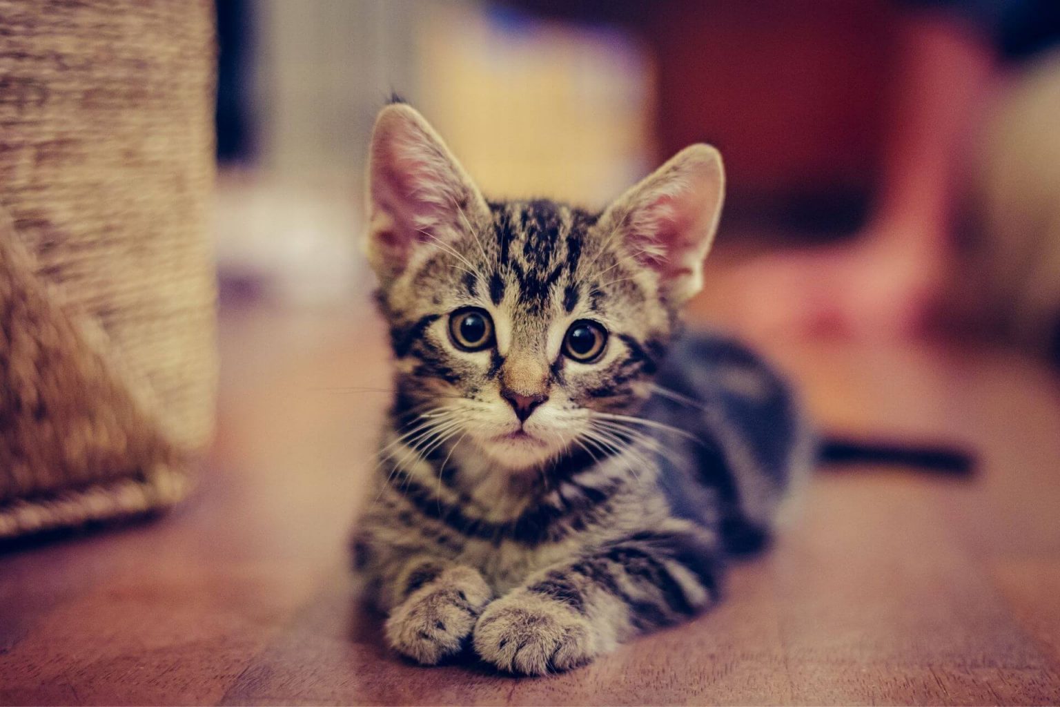 Yavru ve Yetişkin Kedi Eve Nasıl Alıştırılır? ️ Miyavliyo