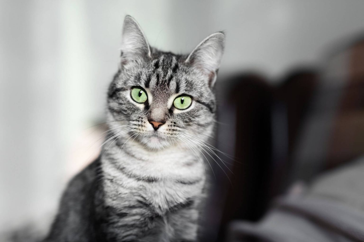 Bakımı En Kolay 5 Kedi Cinsi ️ Miyavliyo