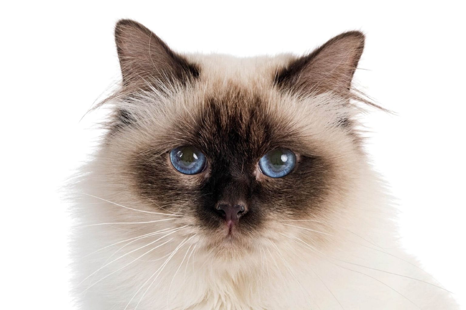 En Güzel 5 Mavi Gözlü Kedi Cinsi ️ Miyavliyo