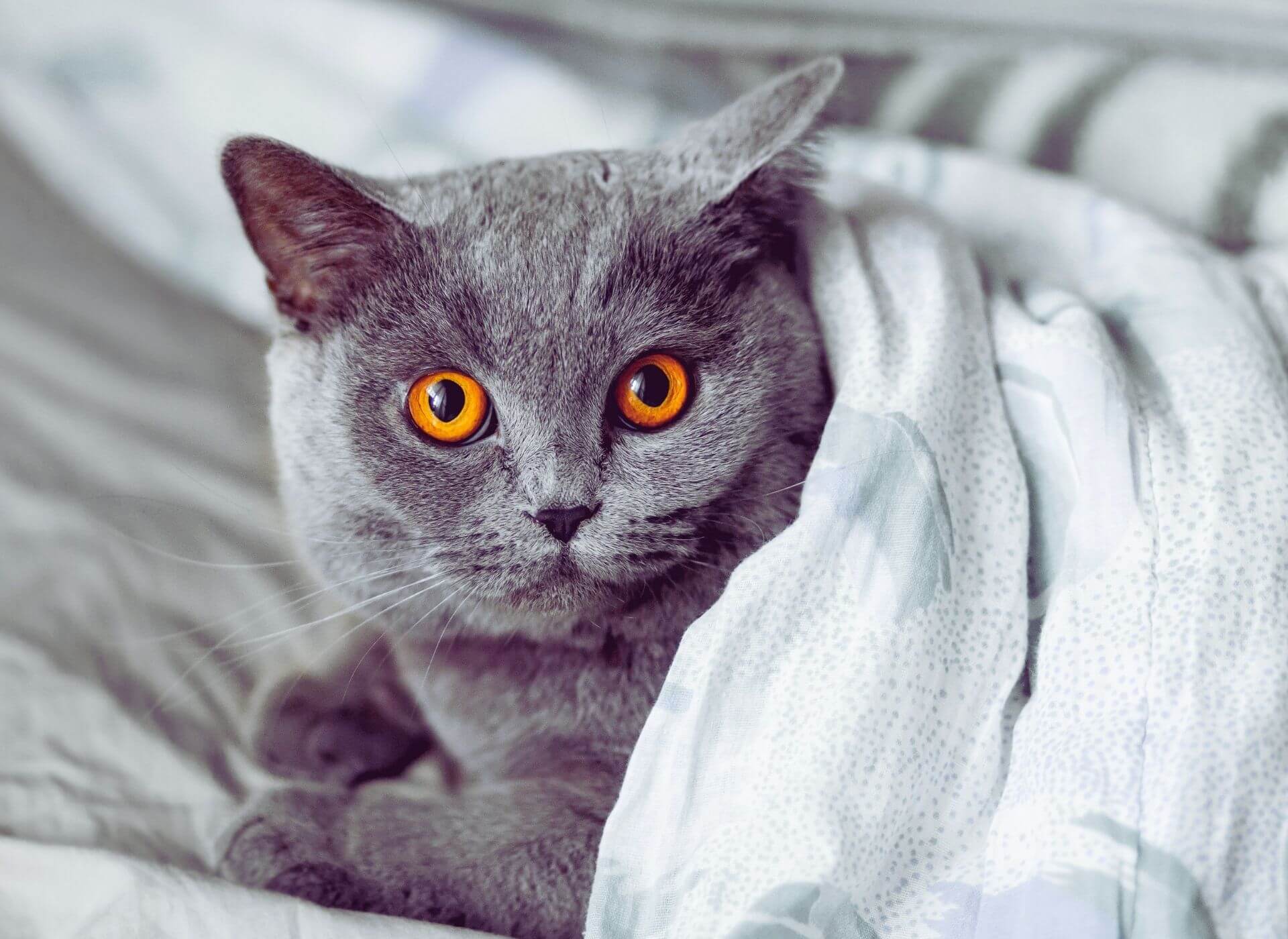 British Shorthair Egitimi Nasil Yapilmali Miyavliyo