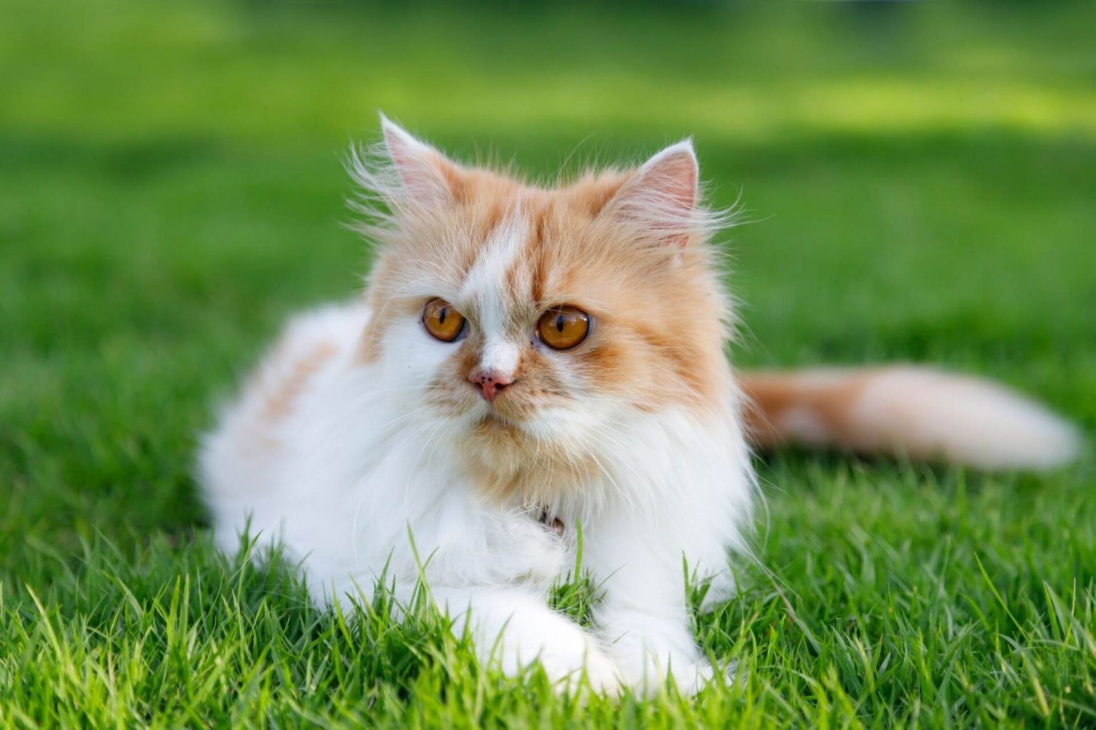 Evcil kedi Cinsleri En Çok Tercih Edilen 10 Kedi ️ Miyavliyo