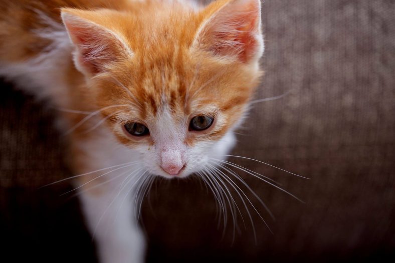 Kedilerin Bıyıkları Kesilir mi? Kesilirse Ne Olur? ️ Miyavliyo