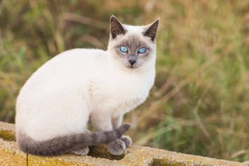 Mavi Gözlü Kedi
