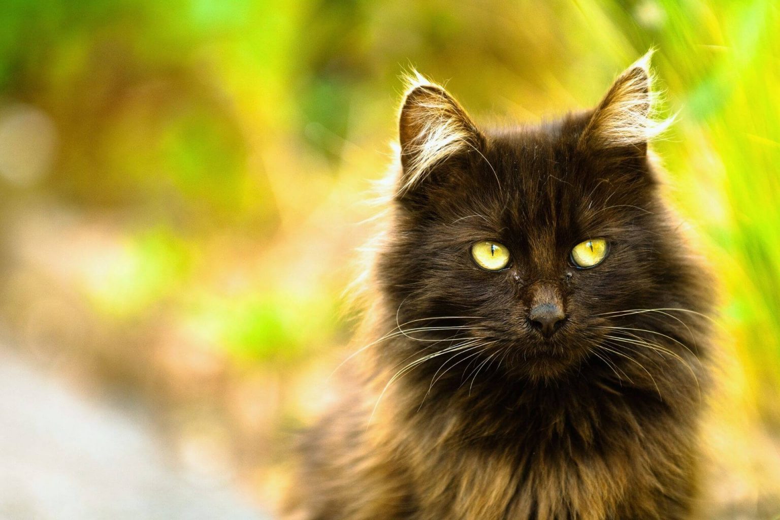 Evcil kedi Cinsleri En Çok Tercih Edilen 10 Kedi ️ Miyavliyo