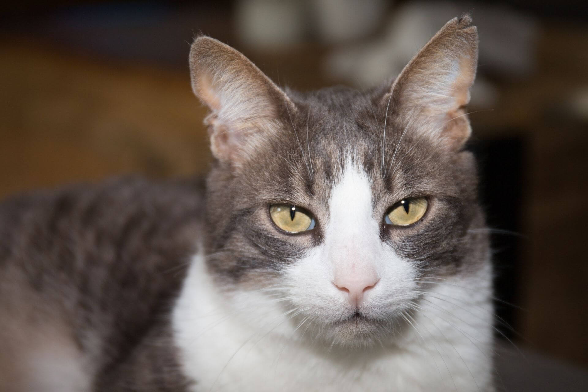 American Wirehair Kedi Cinsi Özellikleri ve Bakımı ️ Miyavliyo