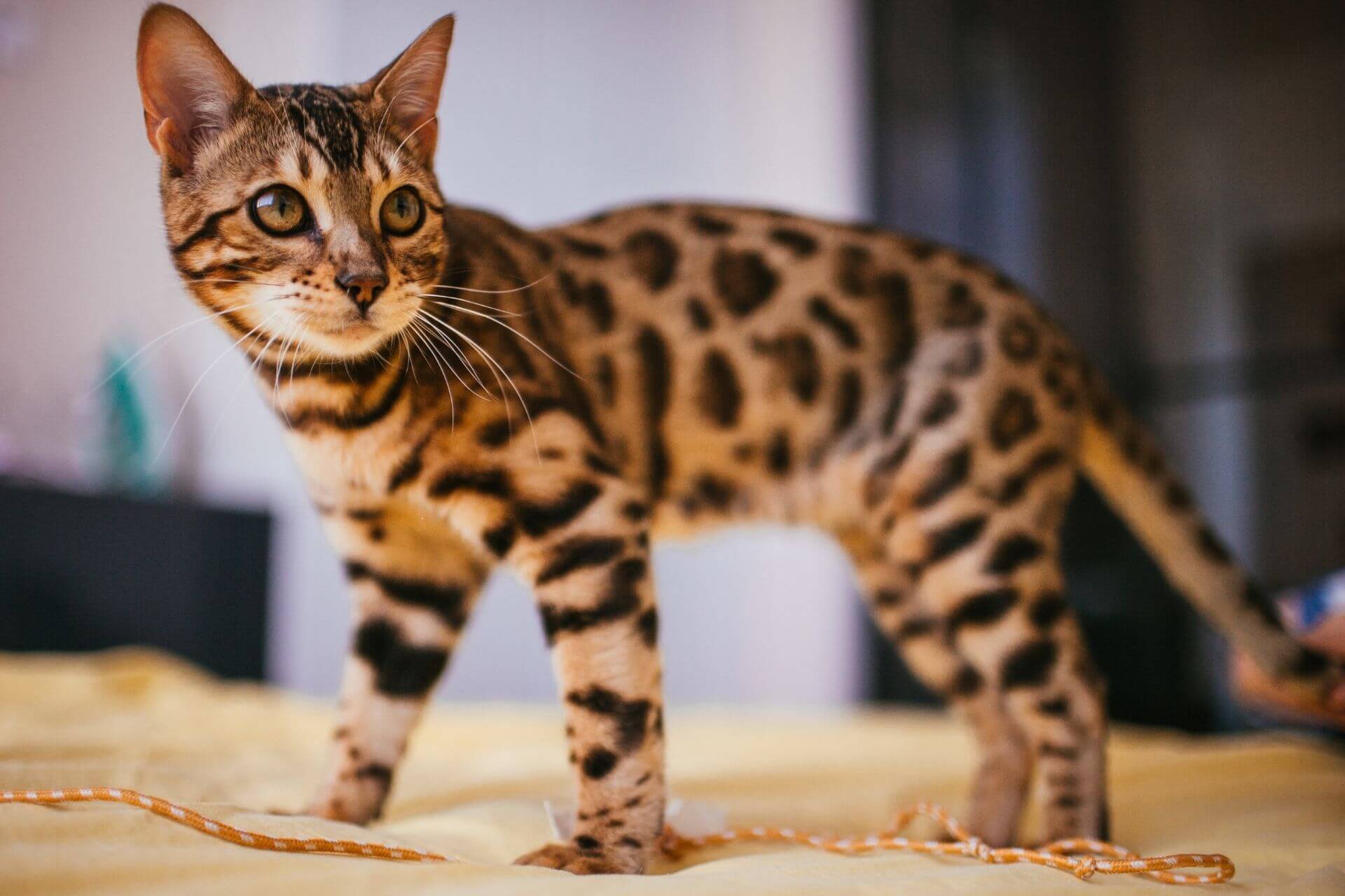 Sarman Kedi Cinsleri En Bilindik 7 Sarı Kedi ️ Miyavliyo