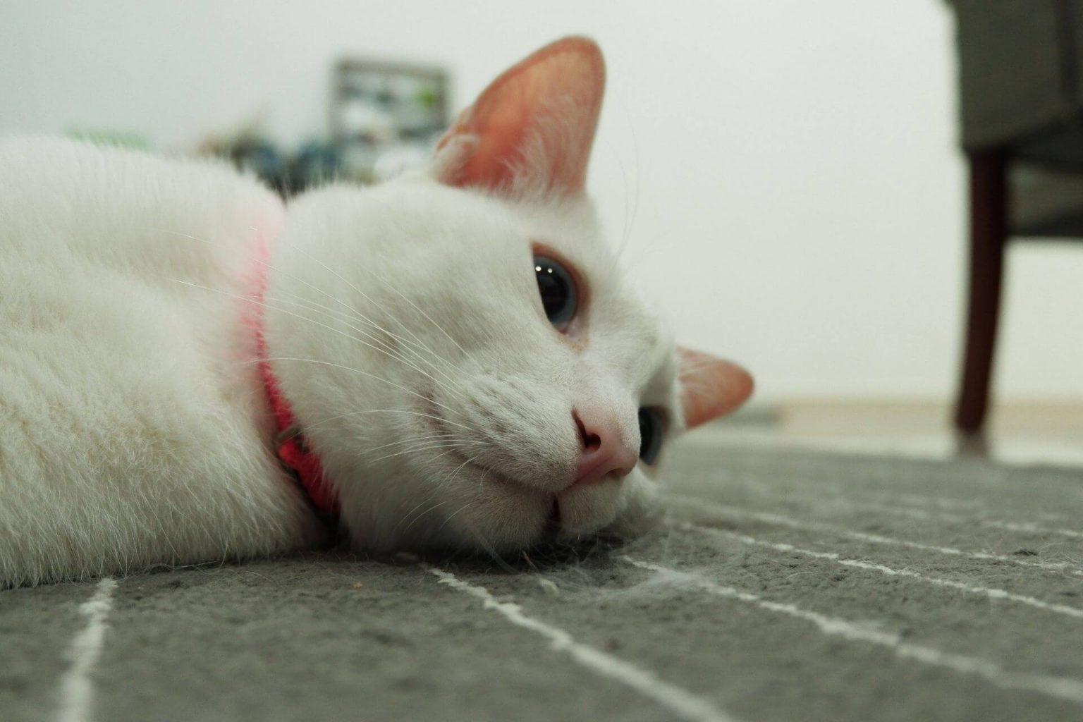 Kayıp Kedi Nasıl Bulunur? Miyavliyo