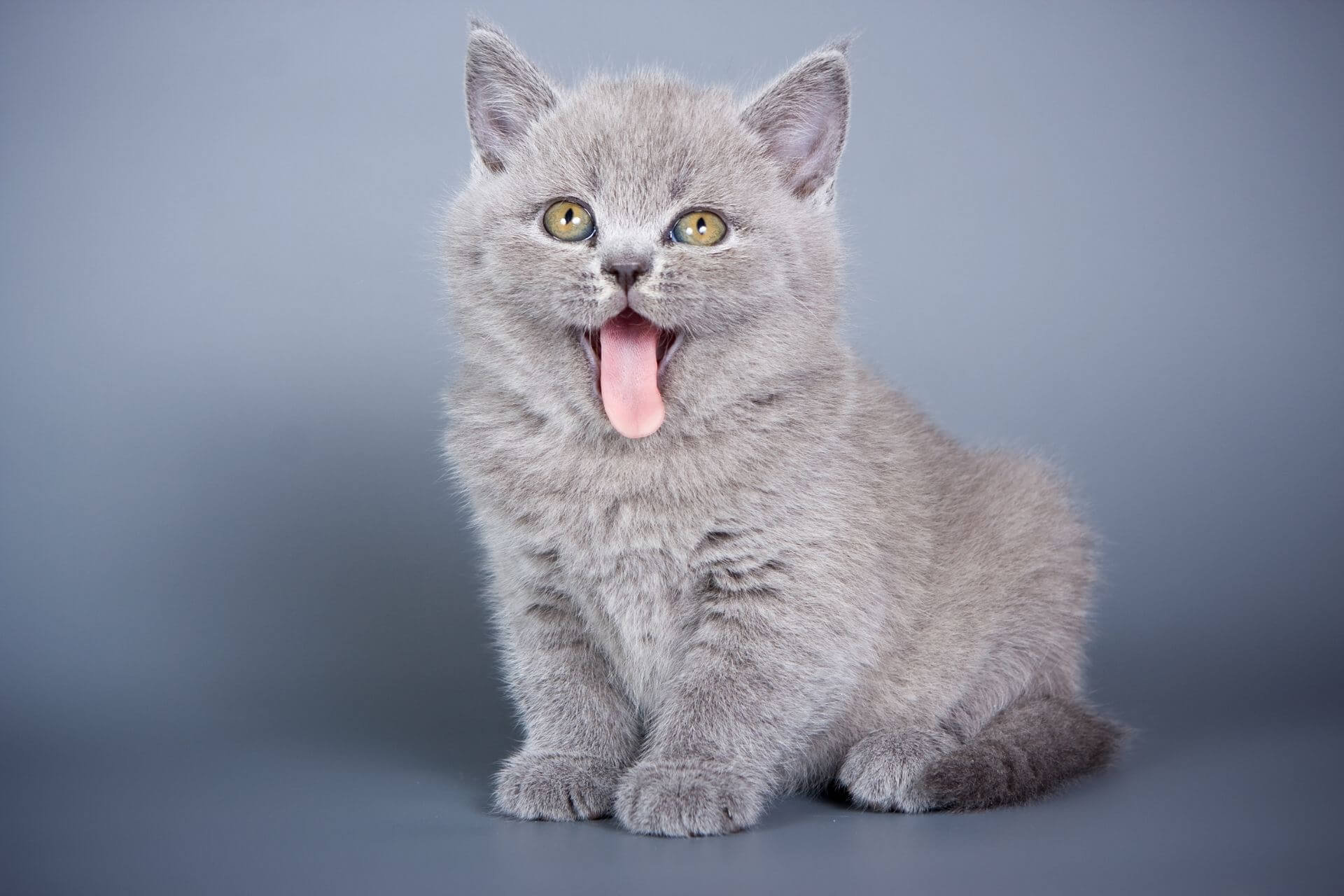 Kedilerde Karma Aşının Yan Etkileri Nelerdir? Miyavliyo