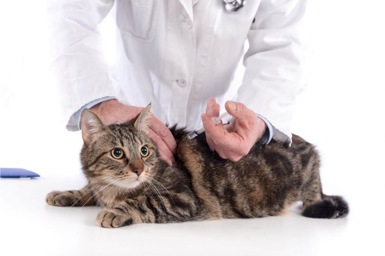 Kedi Karma Aşısı