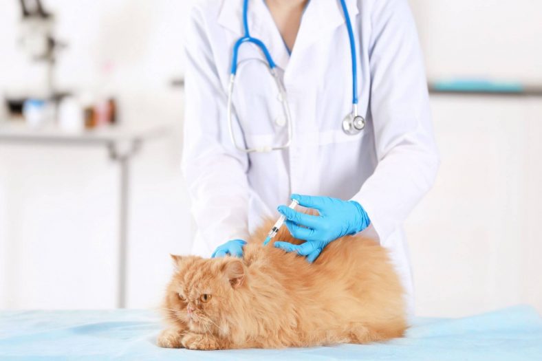 Kedi Kuduz Aşısı Ne Kadar?