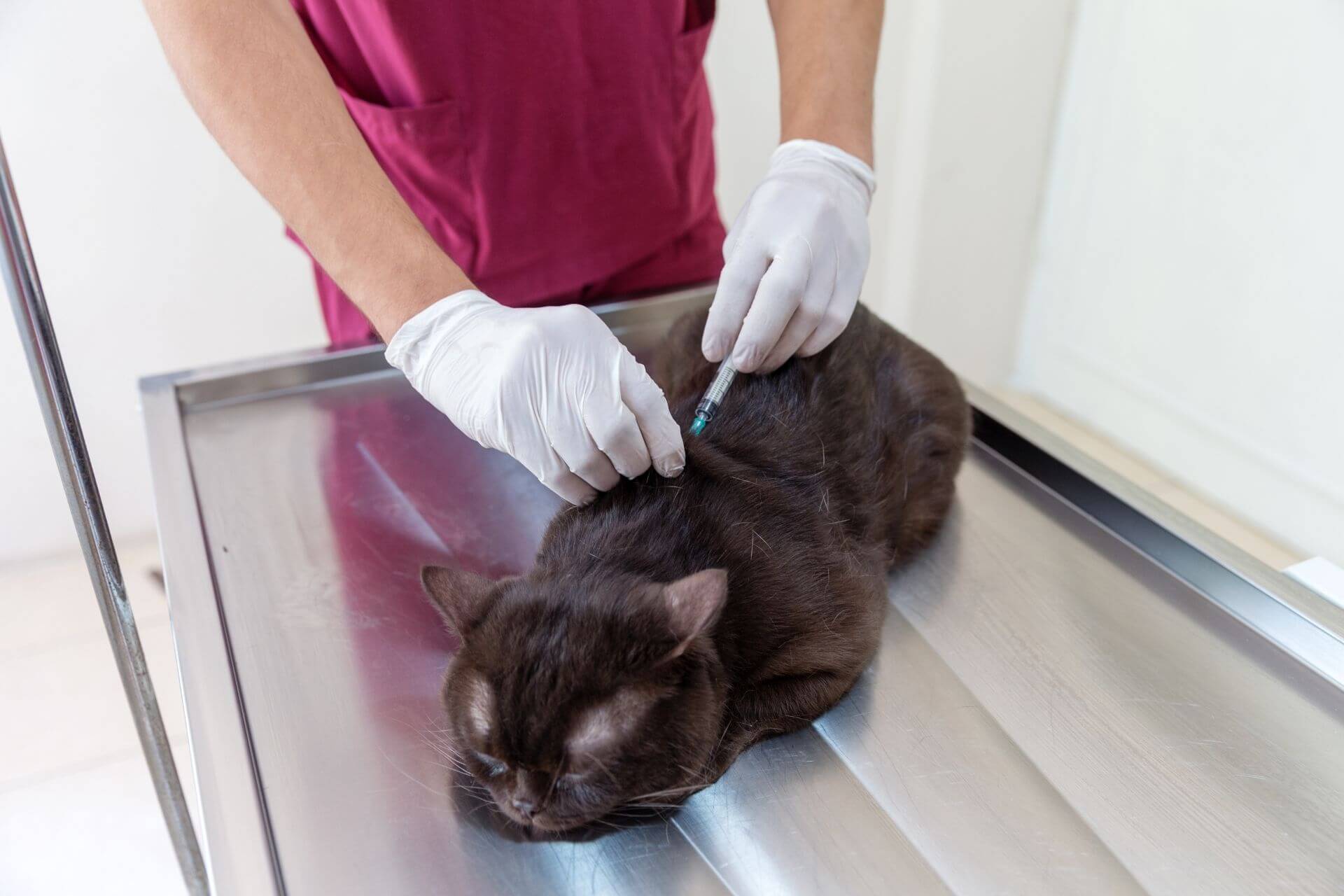 Kedilerde Kuduz Aşısının Yan Etkileri Nelerdir? Miyavliyo