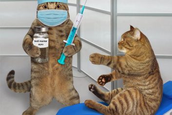 Kedi Mantar Aşısı ve Fiyatı