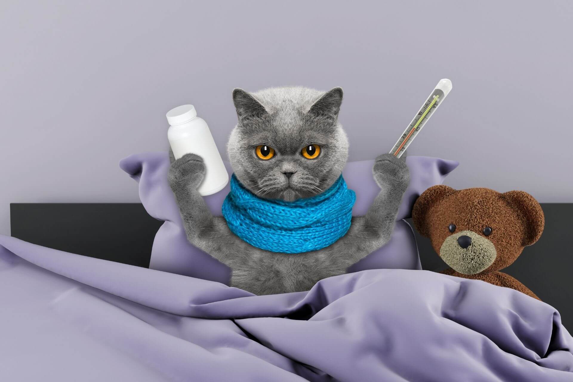 Kedilerde Kuduz Aşısının Yan Etkileri Nelerdir? Miyavliyo