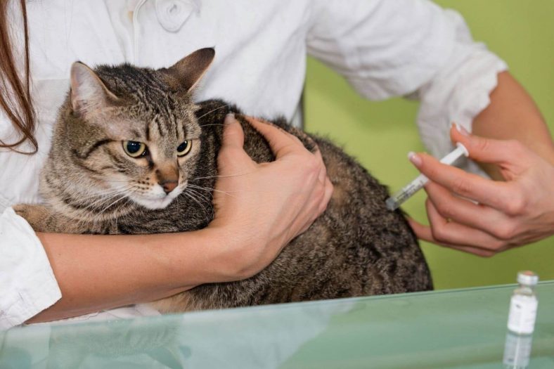 Kedi Mantar Aşısı