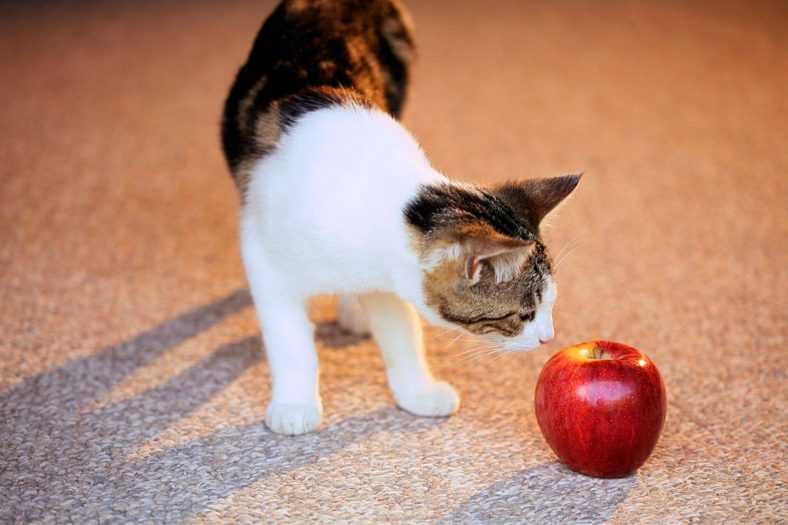 Kediye Elma Verilir mi?