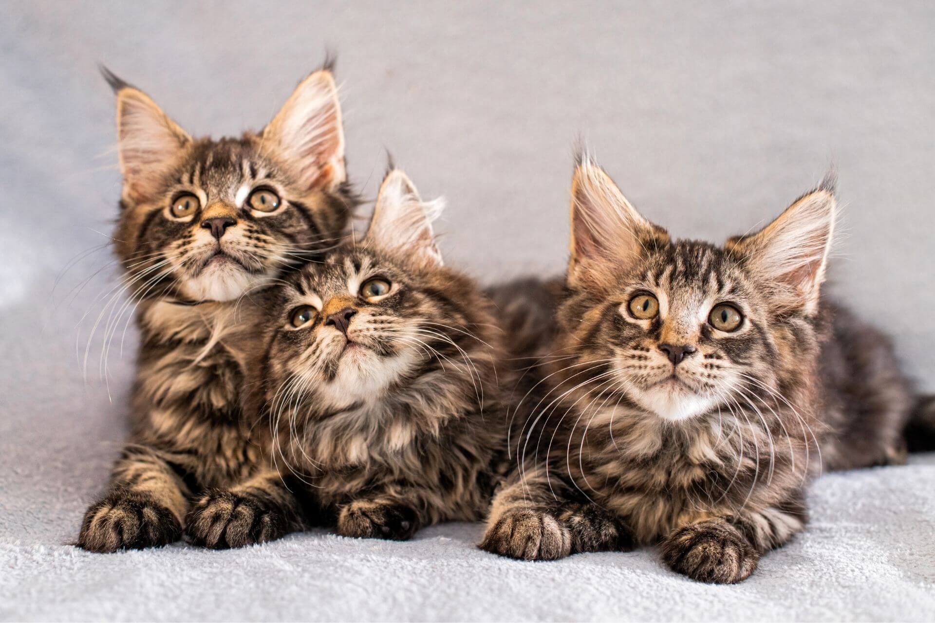 En Çok Satılan 10 Kedi Cinsi ️ Miyavliyo