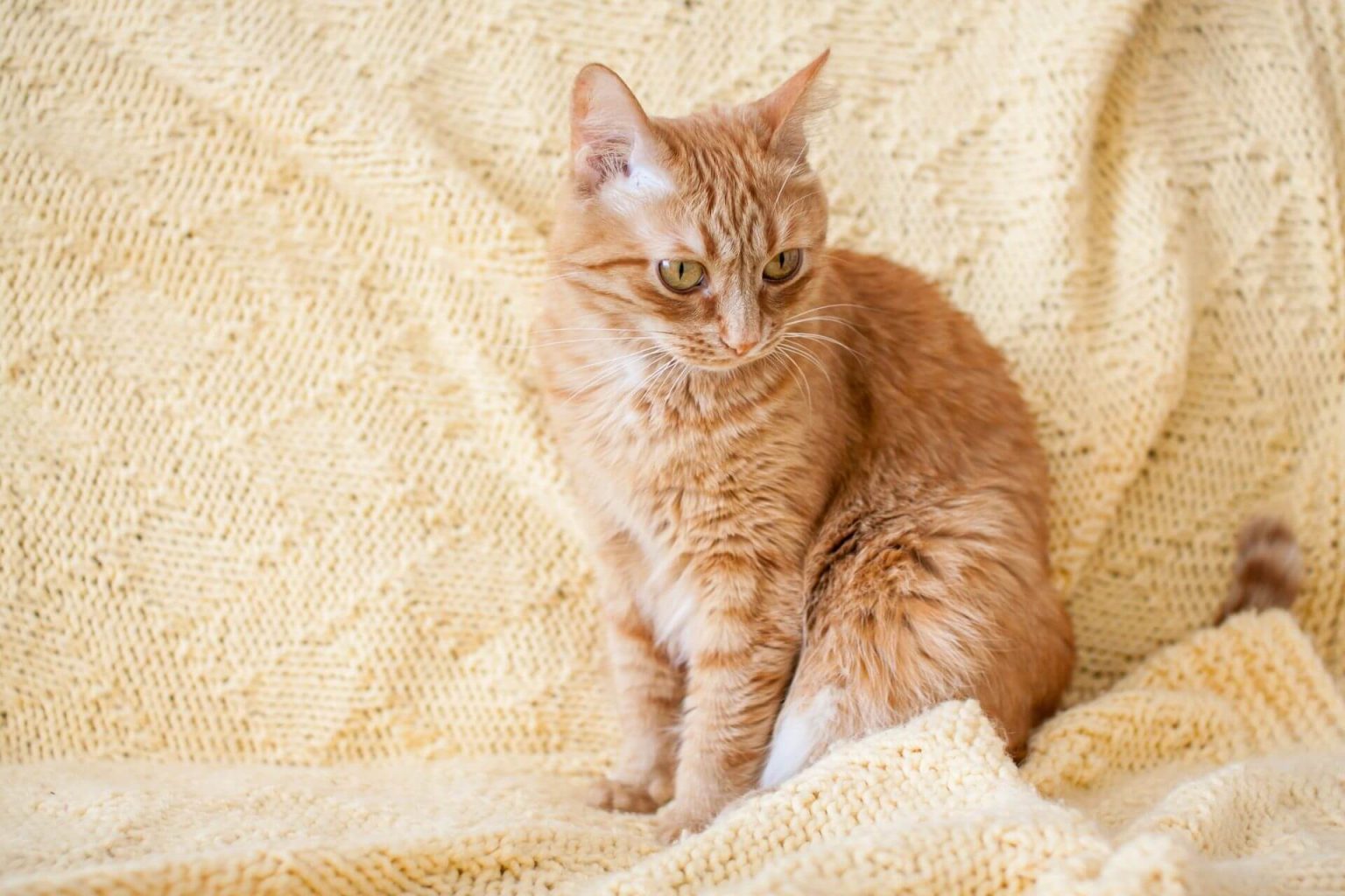 Sarman Kedi Cinsleri En Bilindik 7 Sarı Kedi ️ Miyavliyo