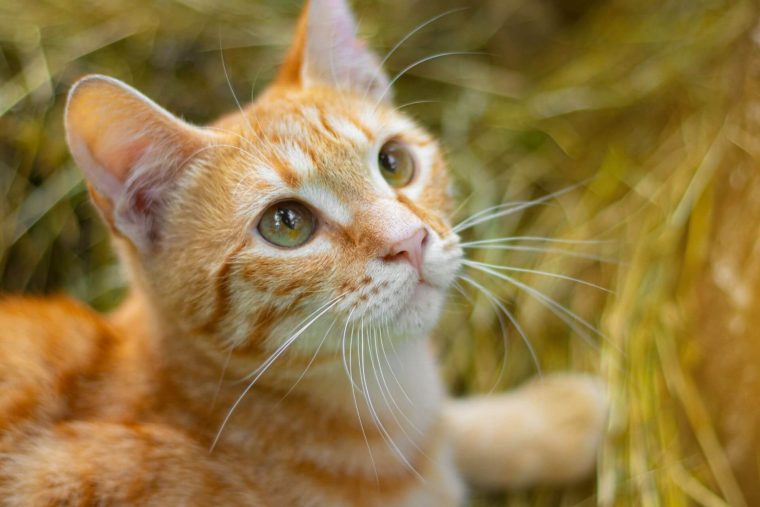 Sarman Sarı Kedi Cinsleri