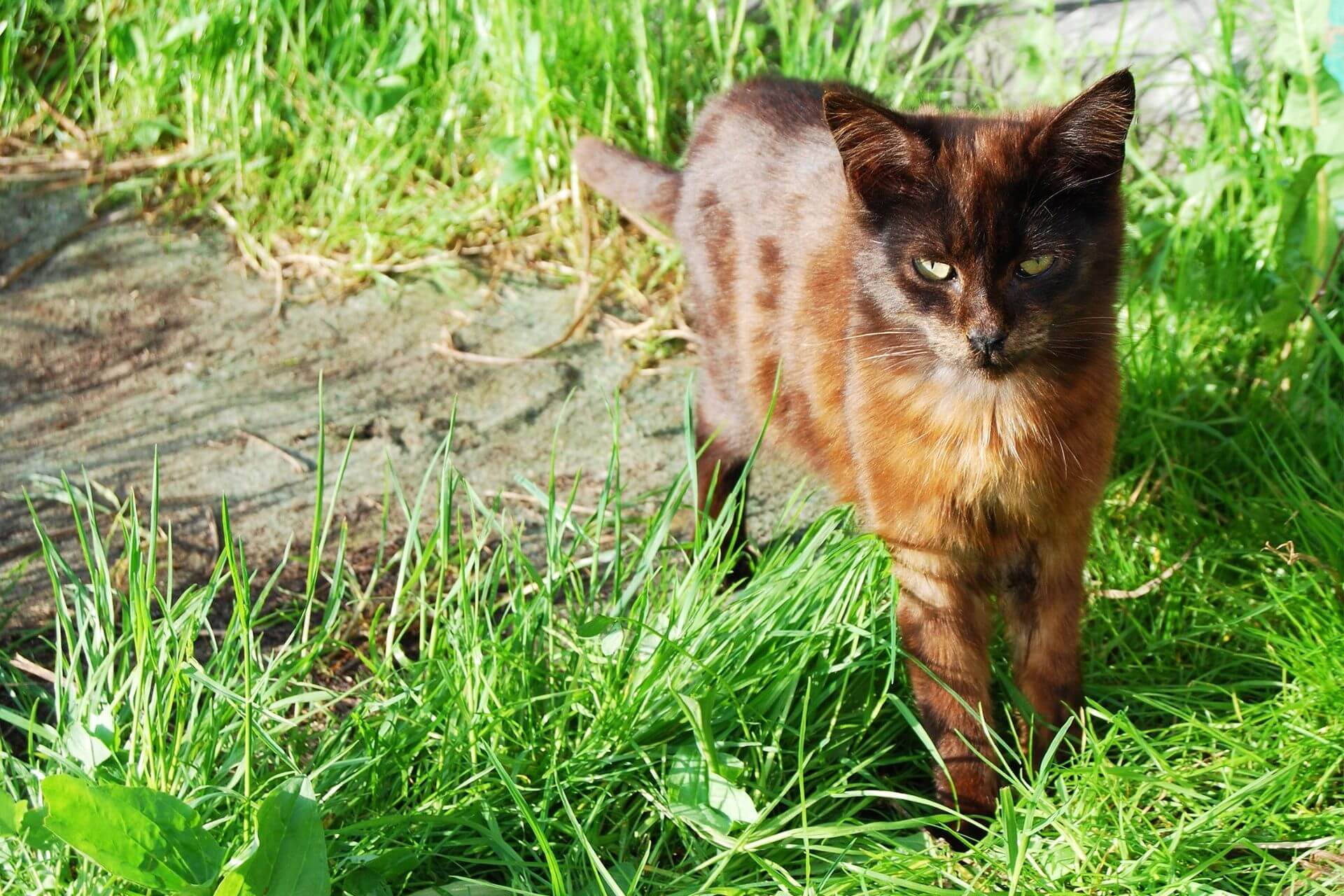 York Chocolate Kedi Cinsi Özellikleri ve Bakımı Miyavliyo