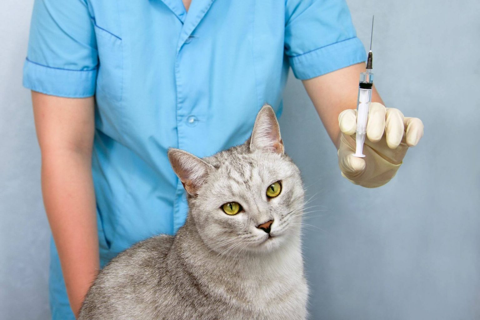 kedi karma aşı yan etkileri