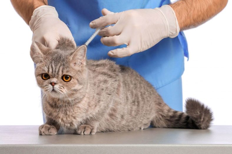 Kedi Karma Aşı İçeriği