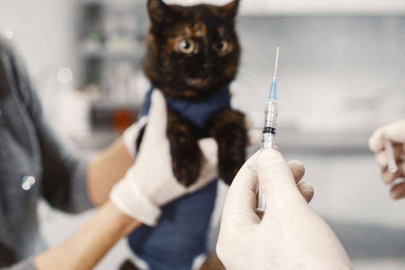 Kedi Karma Aşı Ne Zaman Yapılır?