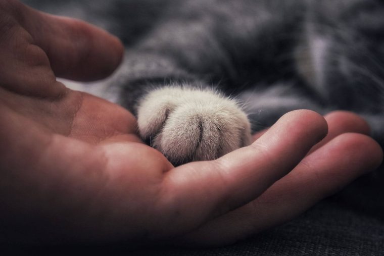 Kedi Korkusunu Yenmek İçin Hangi Dua Okunur?