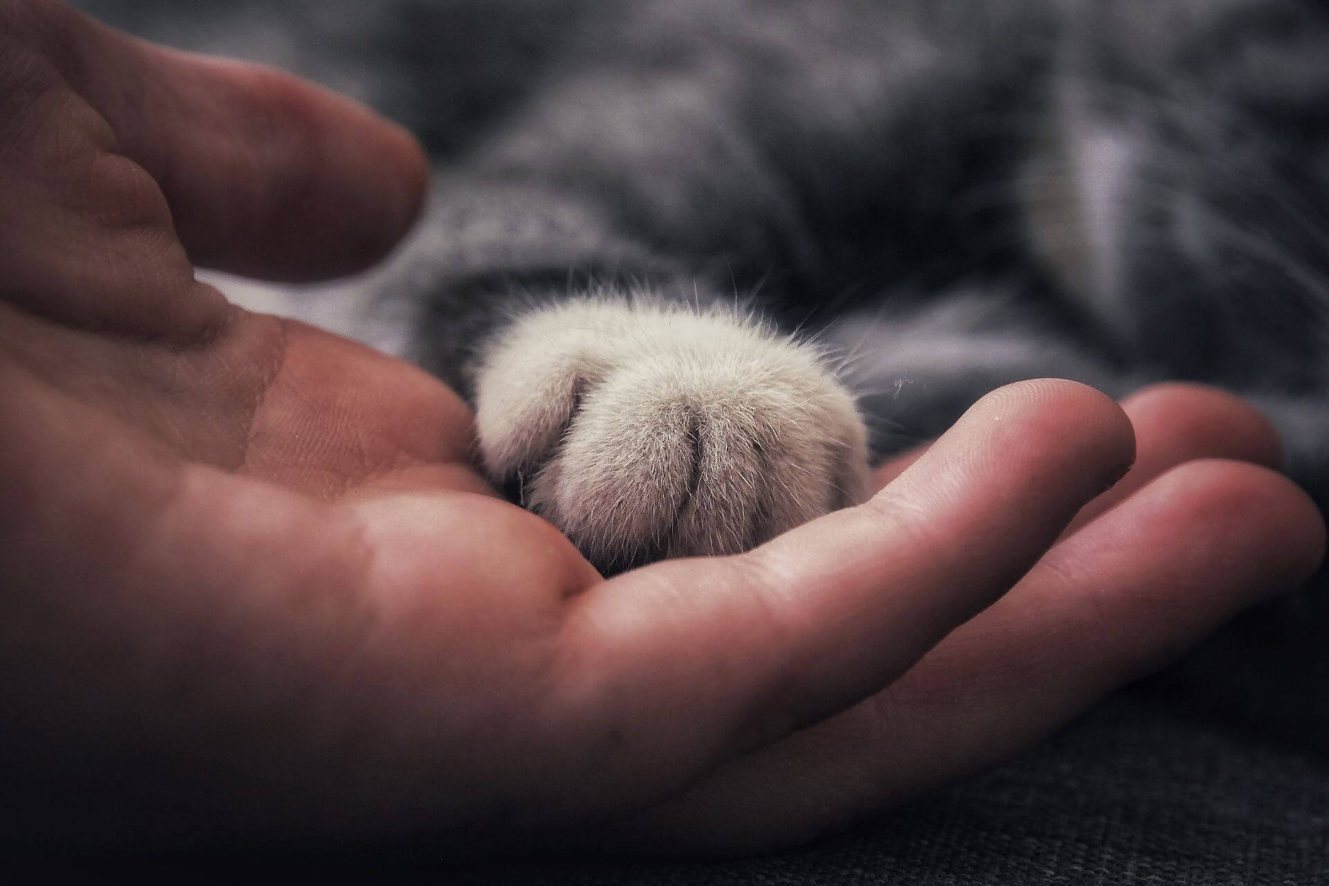 Kedi Korkusunu Yenmek Icin Hangi Dua Okunur Miyavliyo