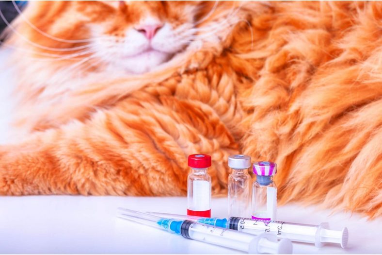 Kedi Lösemi Aşısı Fiyatı