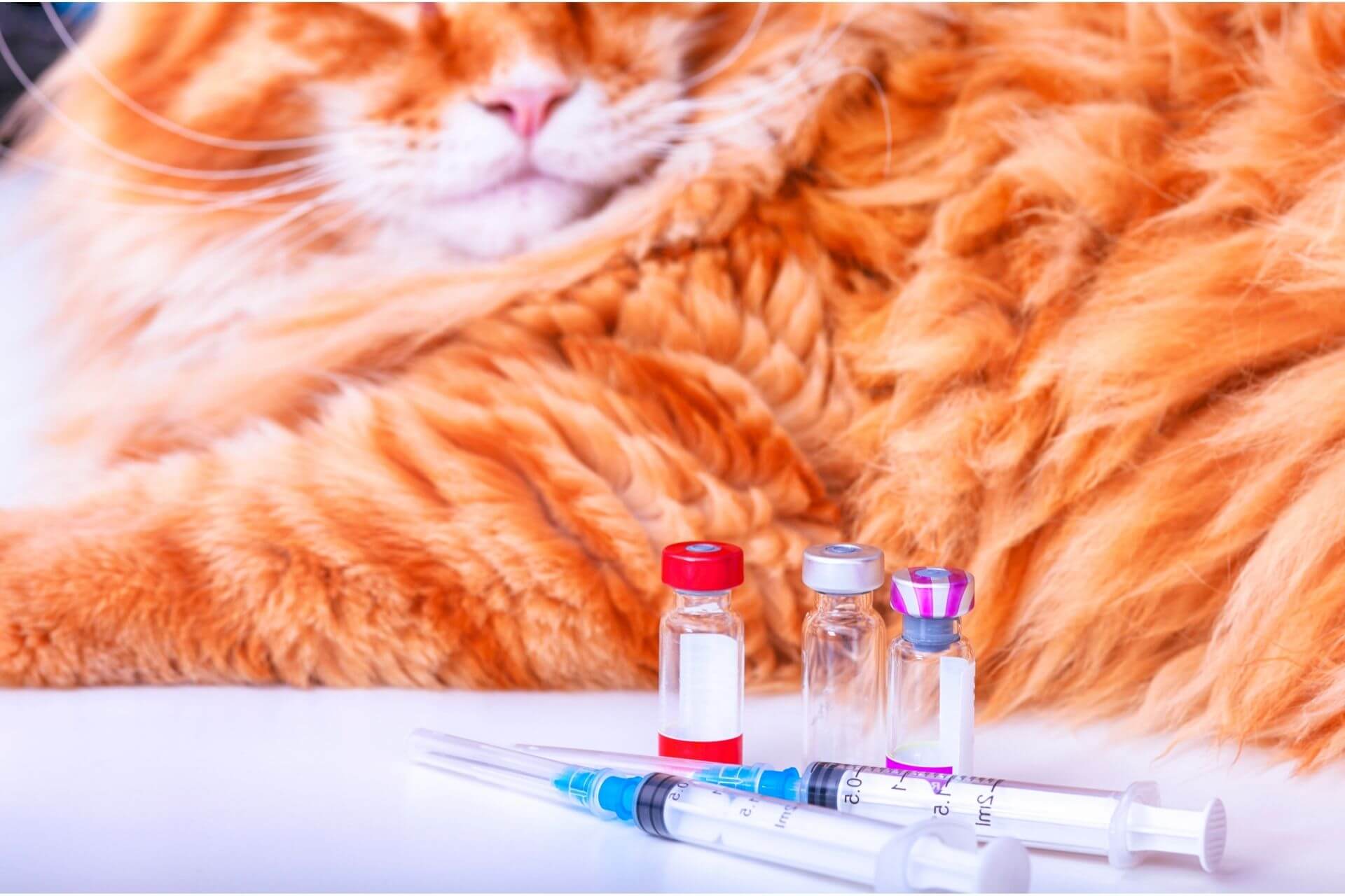 Kedi Lösemi Aşısı ve Fiyatı [2021] Miyavliyo