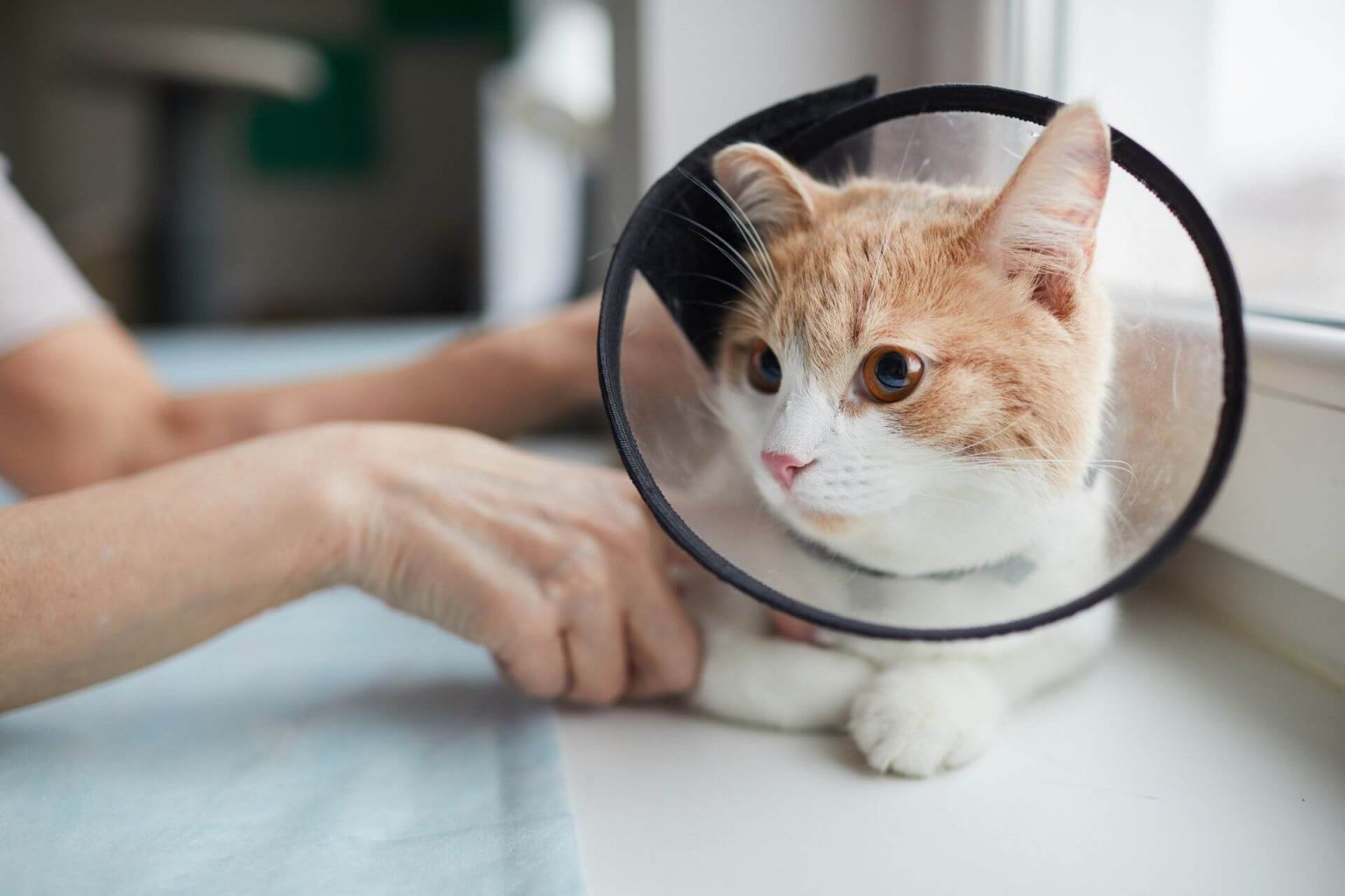 Kedilerde Mantar Tedavisi İçin Sirke Çözümü Miyavliyo