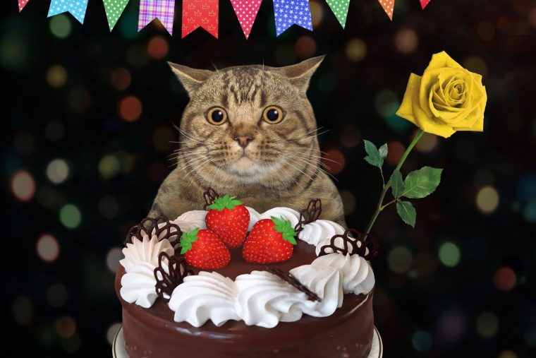 Kediler İçin Doğum Günü Pastası