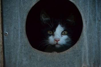 Kediler Karanlıkta Korkar mı?